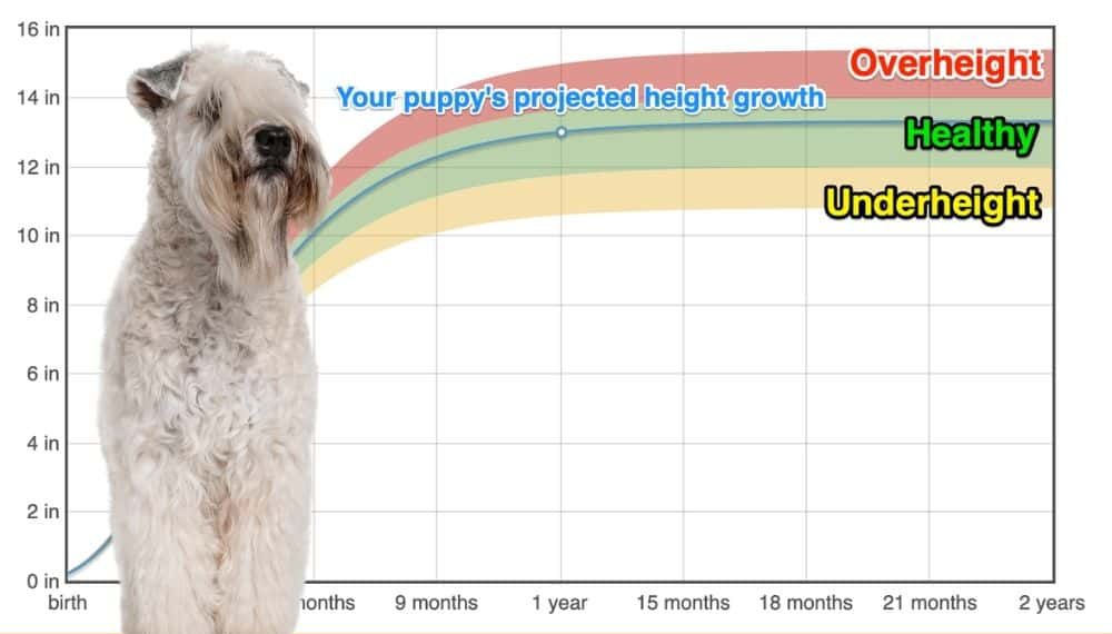 soft-coated-wheaten-terrier-height-growth-chart-how-tall-will-my-soft-coated-wheaten-terrier